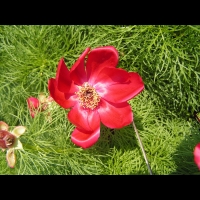 Paeonia Tenuifolia (fam. Paeoniacees) (Balkans, Russie du sud, Caucase) (2)